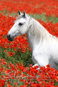 lipizzaner_mohn_50852.jpg